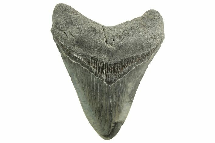 Serrated, Fossil Megalodon Tooth - South Carolina #212941